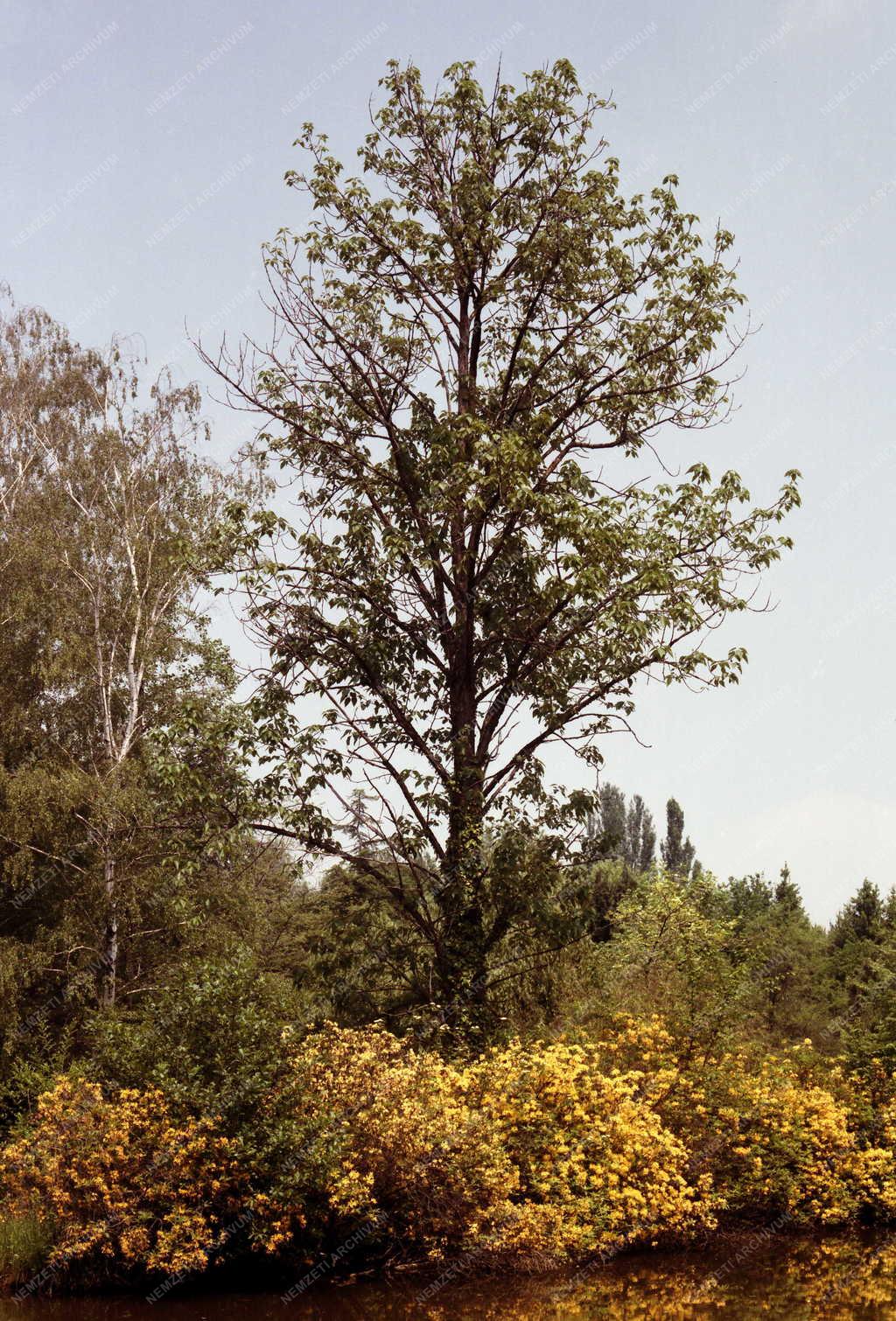 Természet - Tájkép