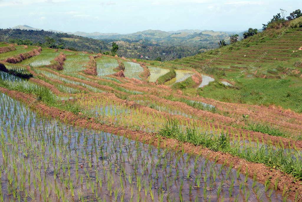Fülöp-szigetek - Bohol-sziget - Cadapdapan rizsteraszai