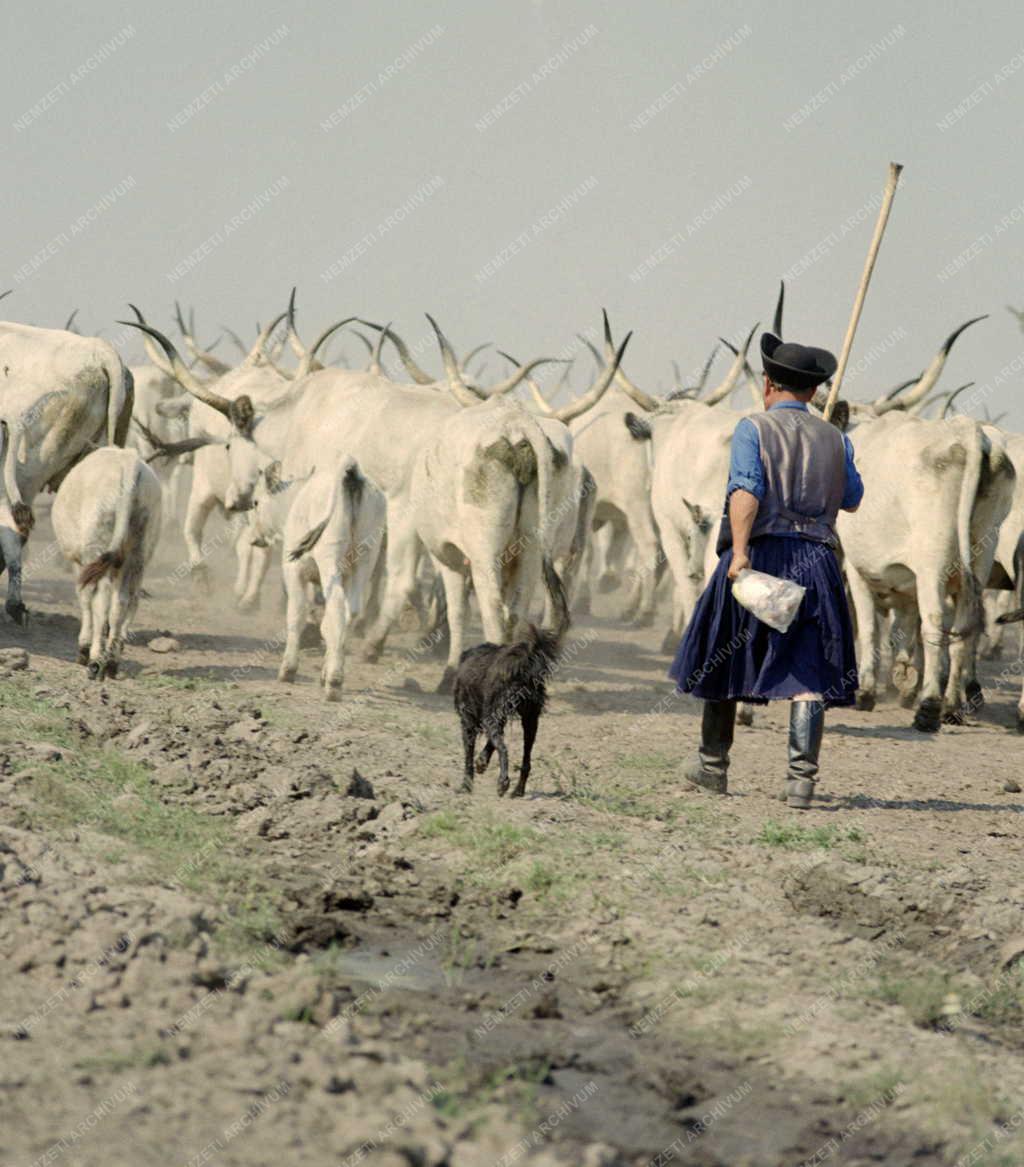 Mezőgazdaság - Szürke gulya a Hortobágyon