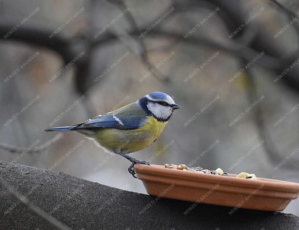Természet - Budapest - Kék cinege