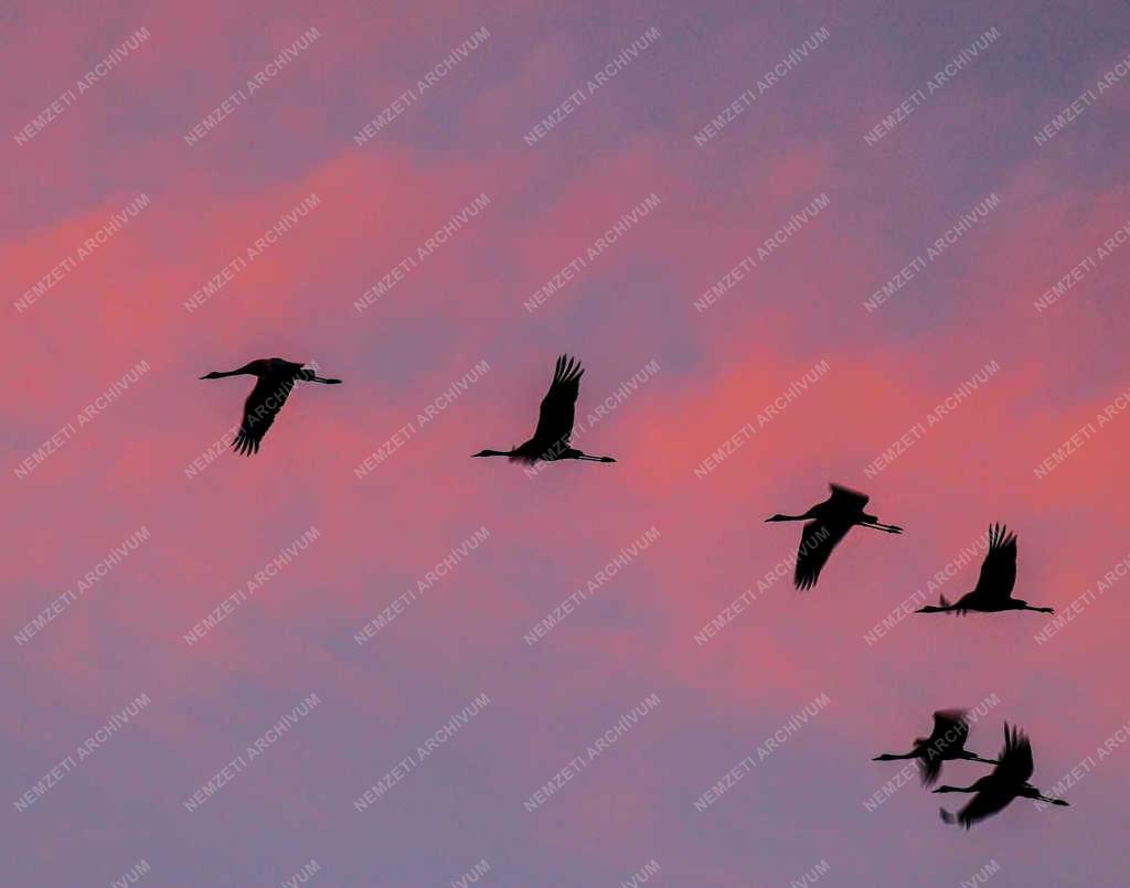 Természet - Balmazújváros - Daruvonulás