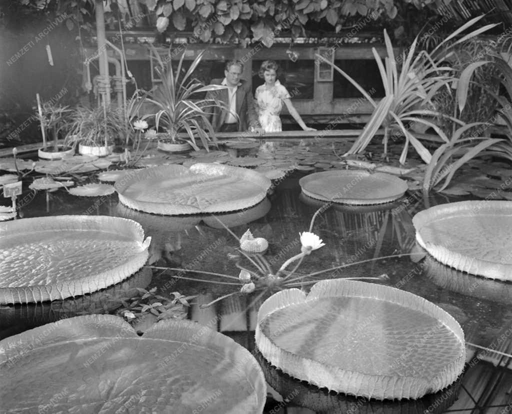 Növényvilág - Virágzó amazonasi óriás tündérrózsa 