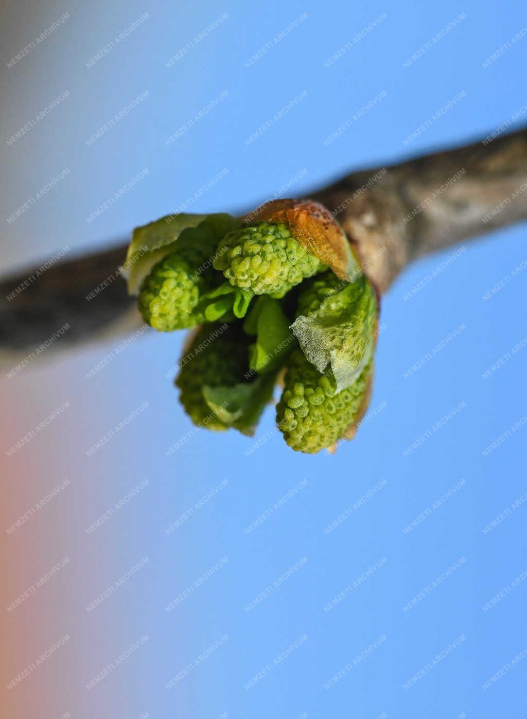 Természet - Debrecen - Tavaszi rügyfakadás