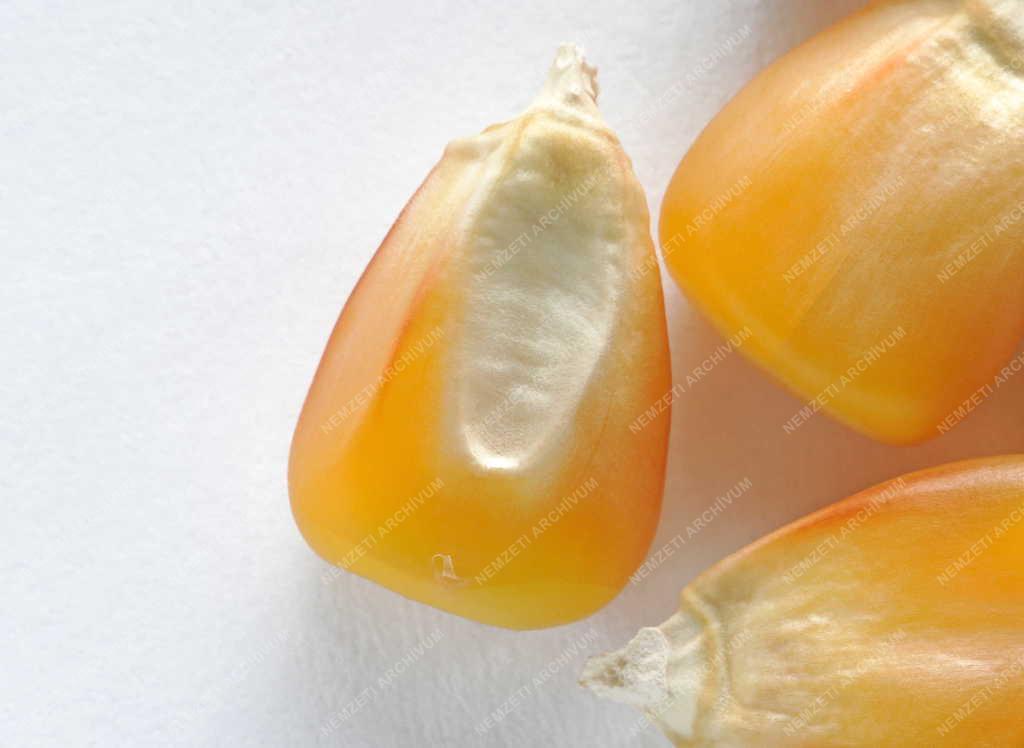 Mezőgazdaság - Aszály sújtja a kukoricatermést