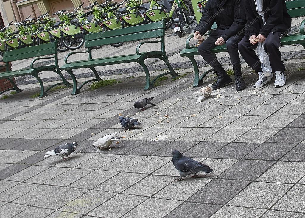 Városkép - Természet - Városi galambok a budapesti Miszáth Kálmán téren