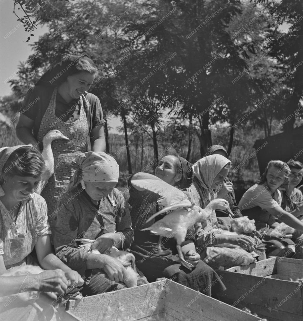 Mezőgazdaság - Bánhalmi Állami Gazdaság - Rizsföldi kacsatenyésztés