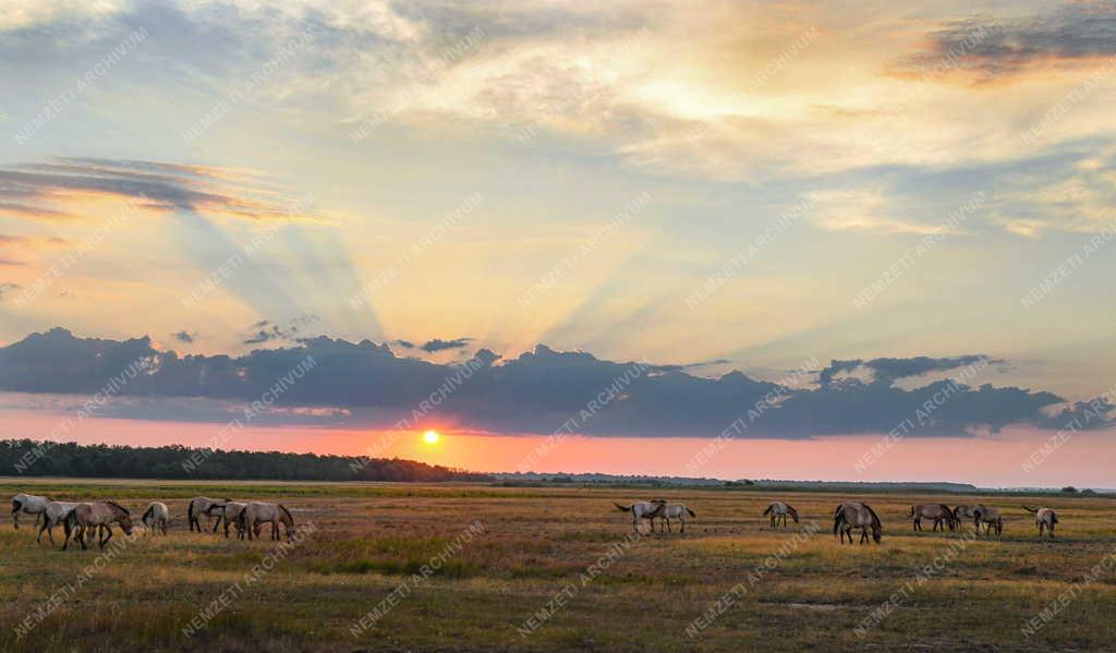 Tájkép - Természet - Napkelte Hortobágyon