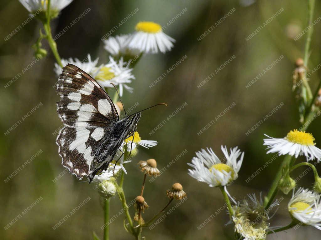 Természet - Budapest - Sakktáblalepke