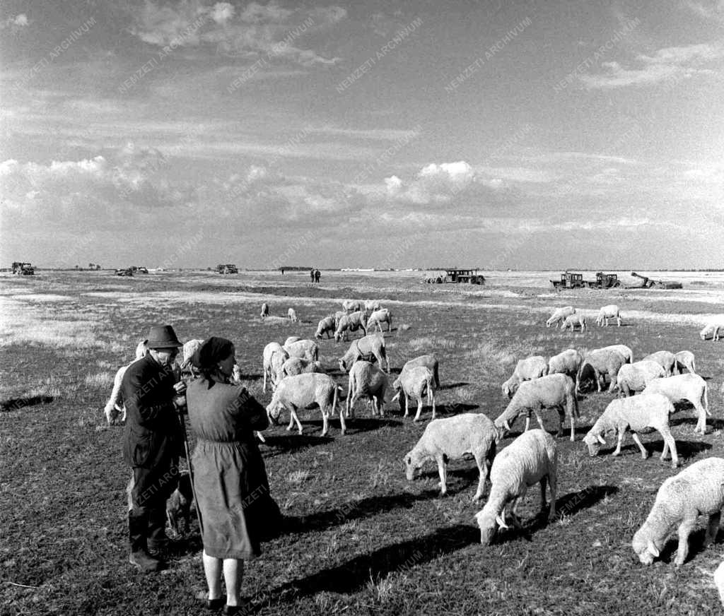 Hortobágy - Épül a Nyugati-Főcsatorna