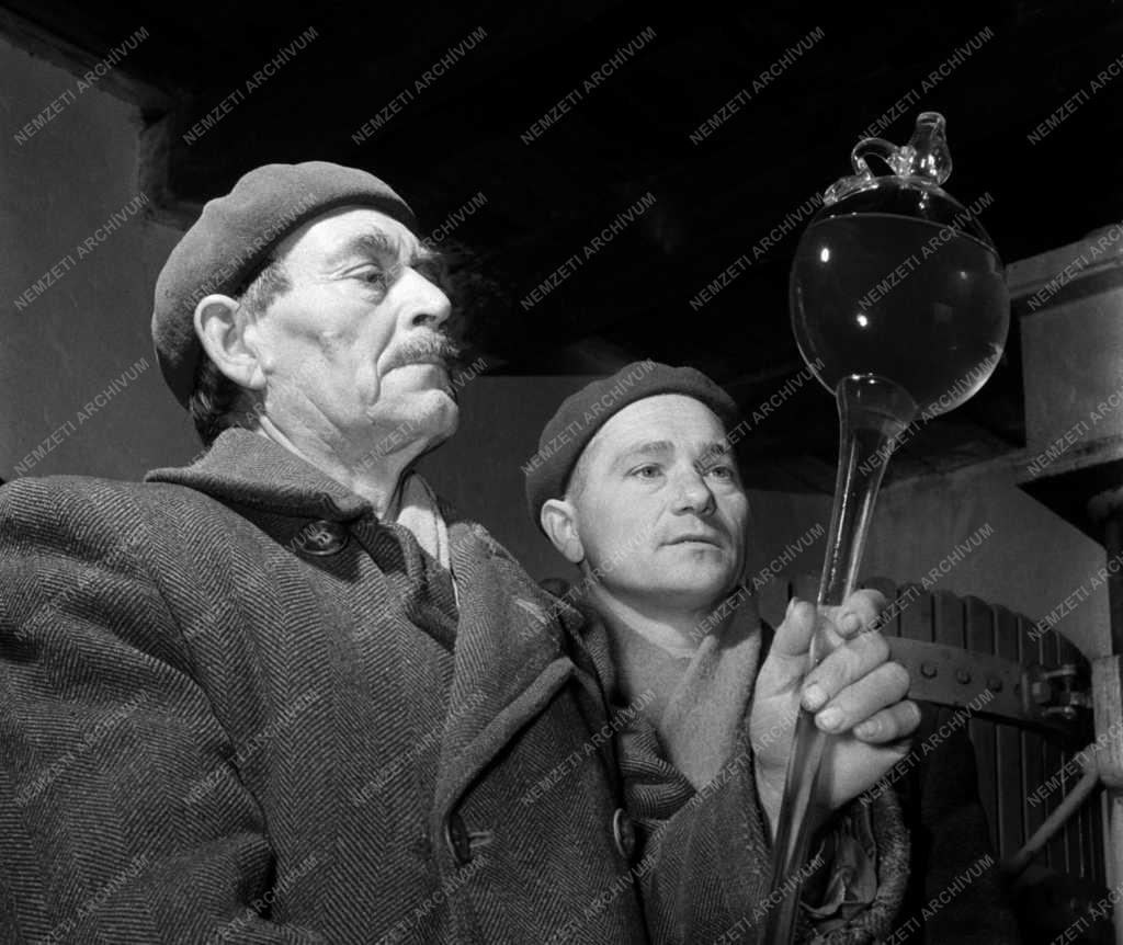 Mezőgazdaság - Borászat