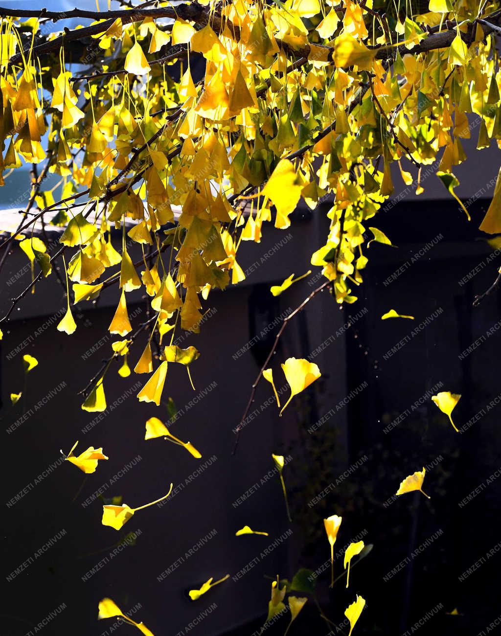 Természet - Debrecen - A páfrányfenyő utolsó levelei