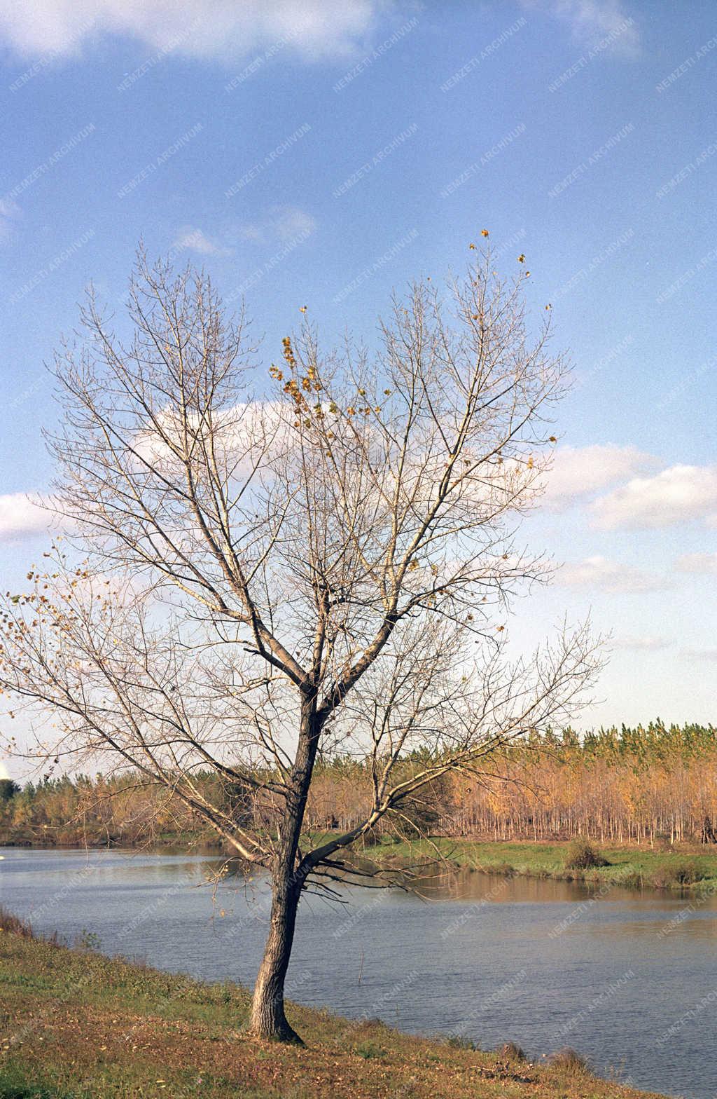 Tájkép - Tisza-part Tiszakürtnél