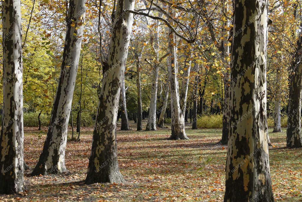 Természet - Budapest - Őszi Népliget 