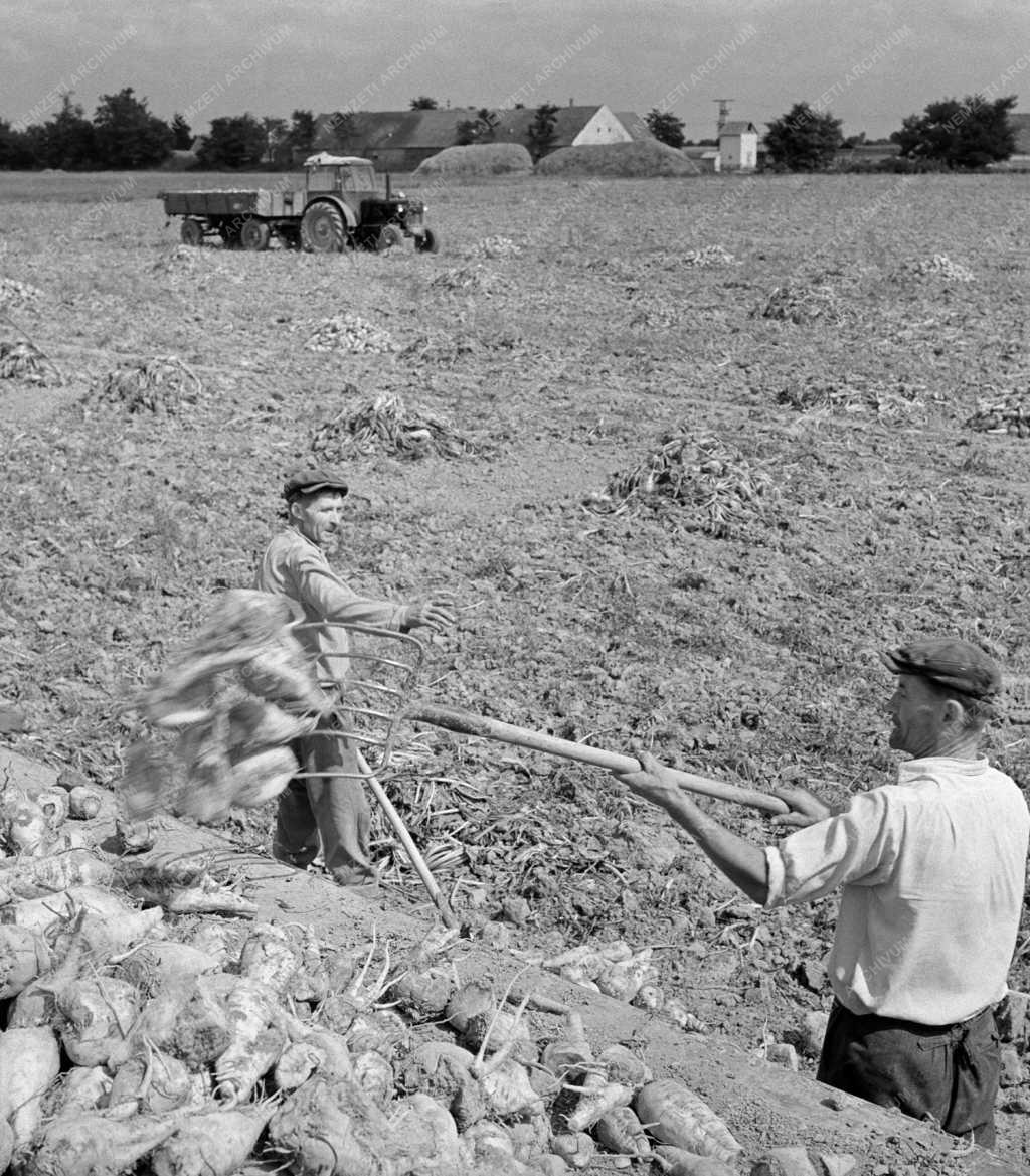 Gazdaság - Megkezdődtek az őszi munkák a mezőgazdaságban