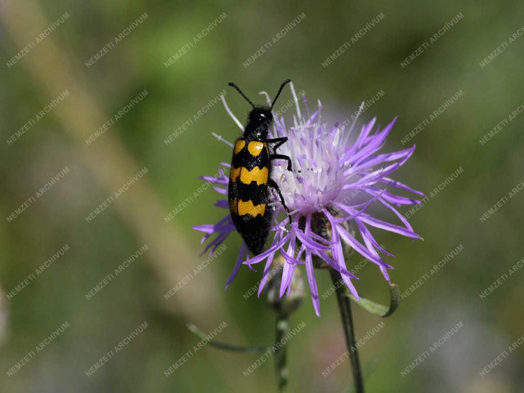 Természet - Budapest - Darázscincér