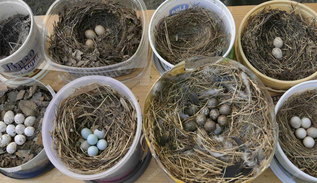 Természetvédelem - Madarak és fák napja a Sváb-hegyi Jókai-kertben