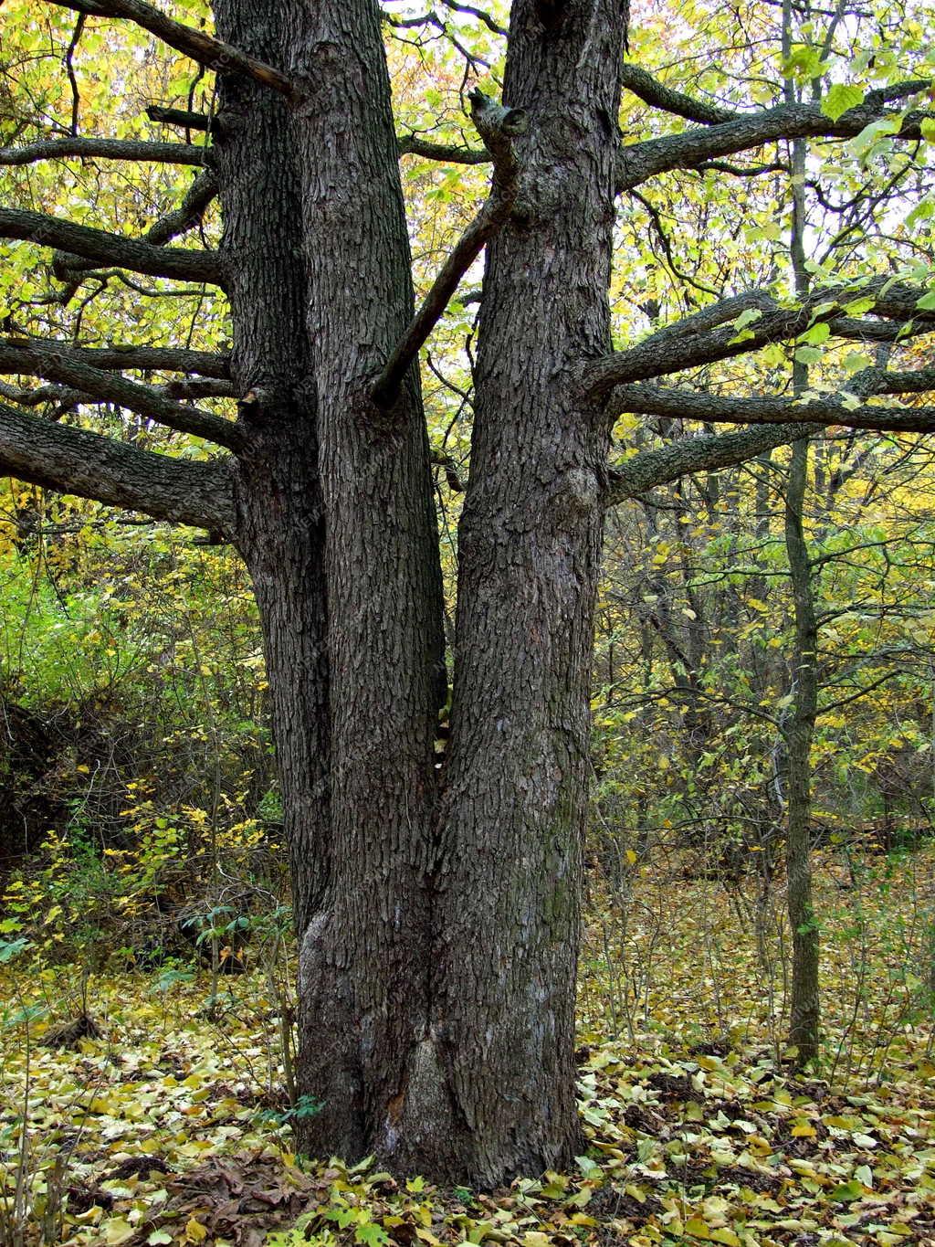 Természet - Őszi erdő - Összenőtt fák