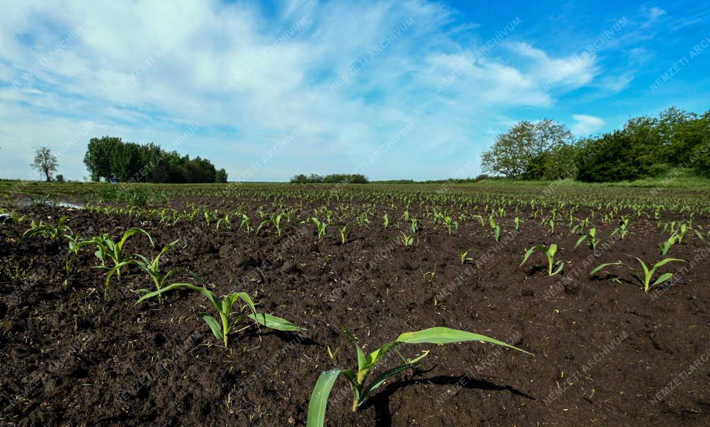 Mezőgazdaság - Szántóföldi növények Hajdúszovátnál