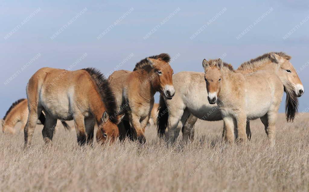 Állattenyésztés - Przewalski-lovak a Hortobágyi Nemzeti Parkban