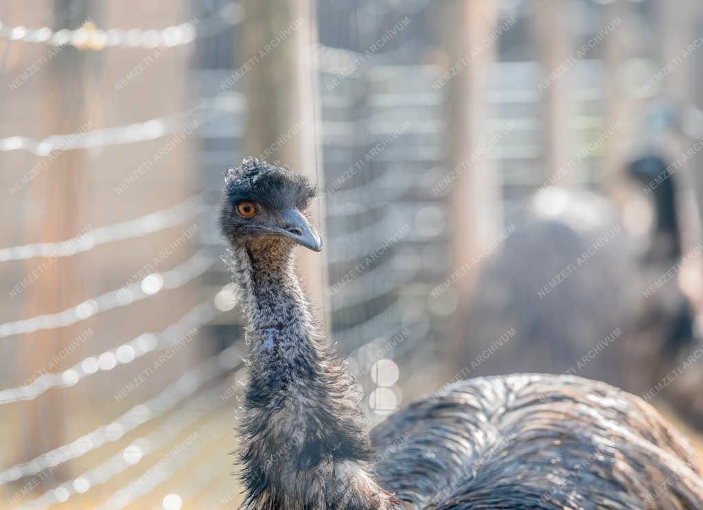 Természetvédelem - Felsőlajos - Emu