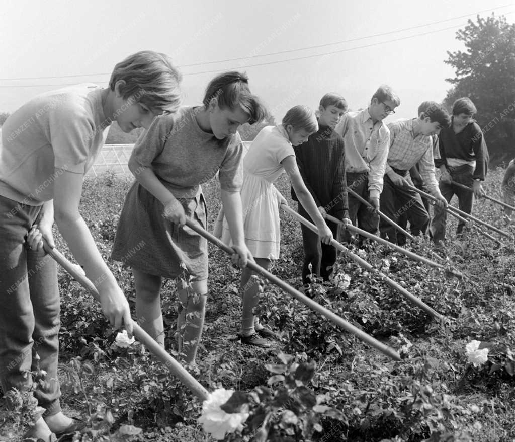 Oktatás - Kertész ipari tanulók a Rozmaring TSz-nél