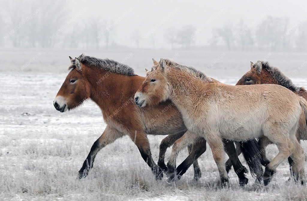 Állatvilág - Hortobágy - Przewalski-lovak a Hortobágyon