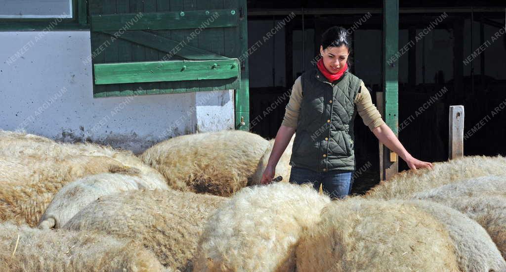 Állattenyésztés - Hajdúböszörmény - Mangalica tenyésztés