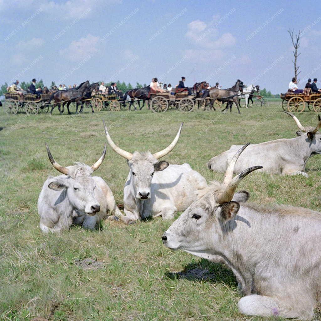 Turizmus - Turisták Bugacon