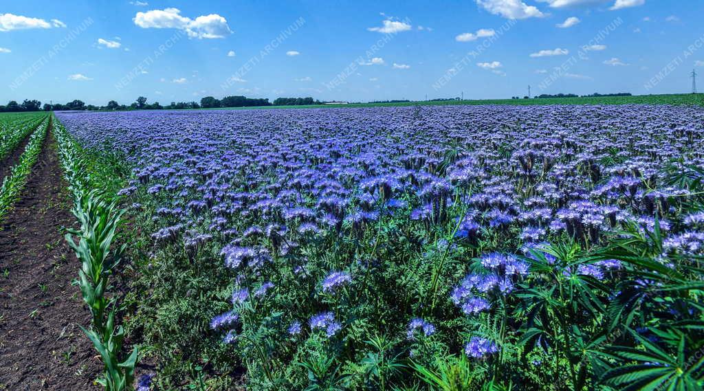 Mezőgazdaság - Virágzik a mézontófű Hajdúszoboszlónál