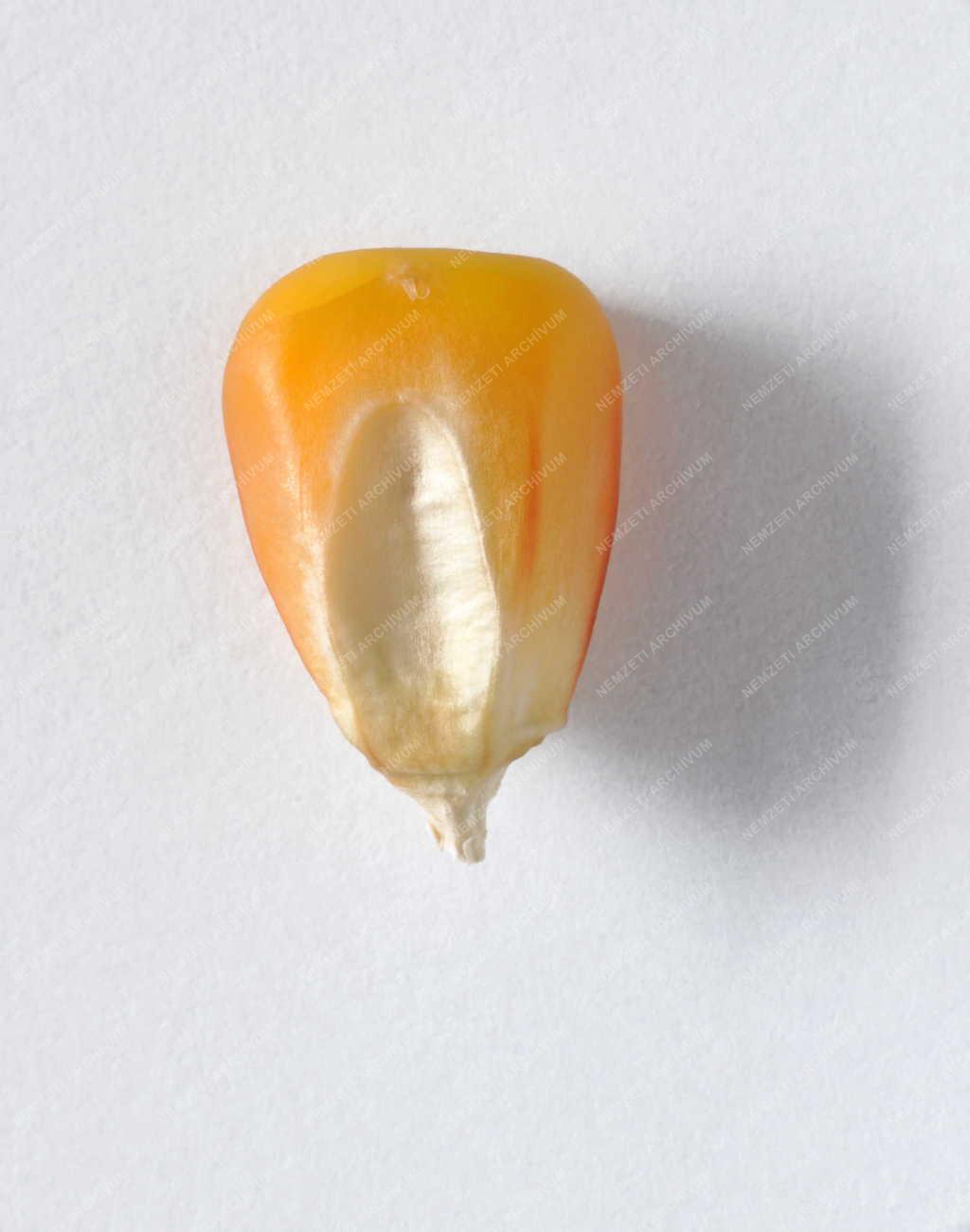 Mezőgazdaság - Aszály sújtja a kukoricatermést