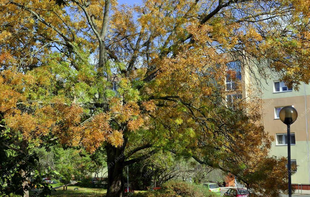 Időjárás - Ősz Százhalombattán