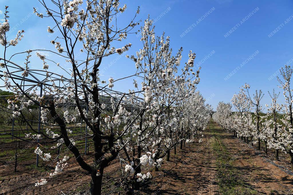 Természet - Debrecen - Virágzó meggyültetvény