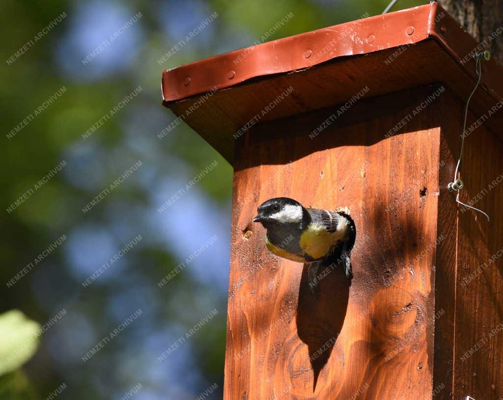 Természet - Széncinege