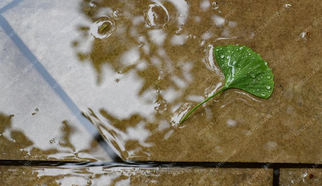 Természet - Időjárás - Esőcseppek a páfrányfenyő levelén