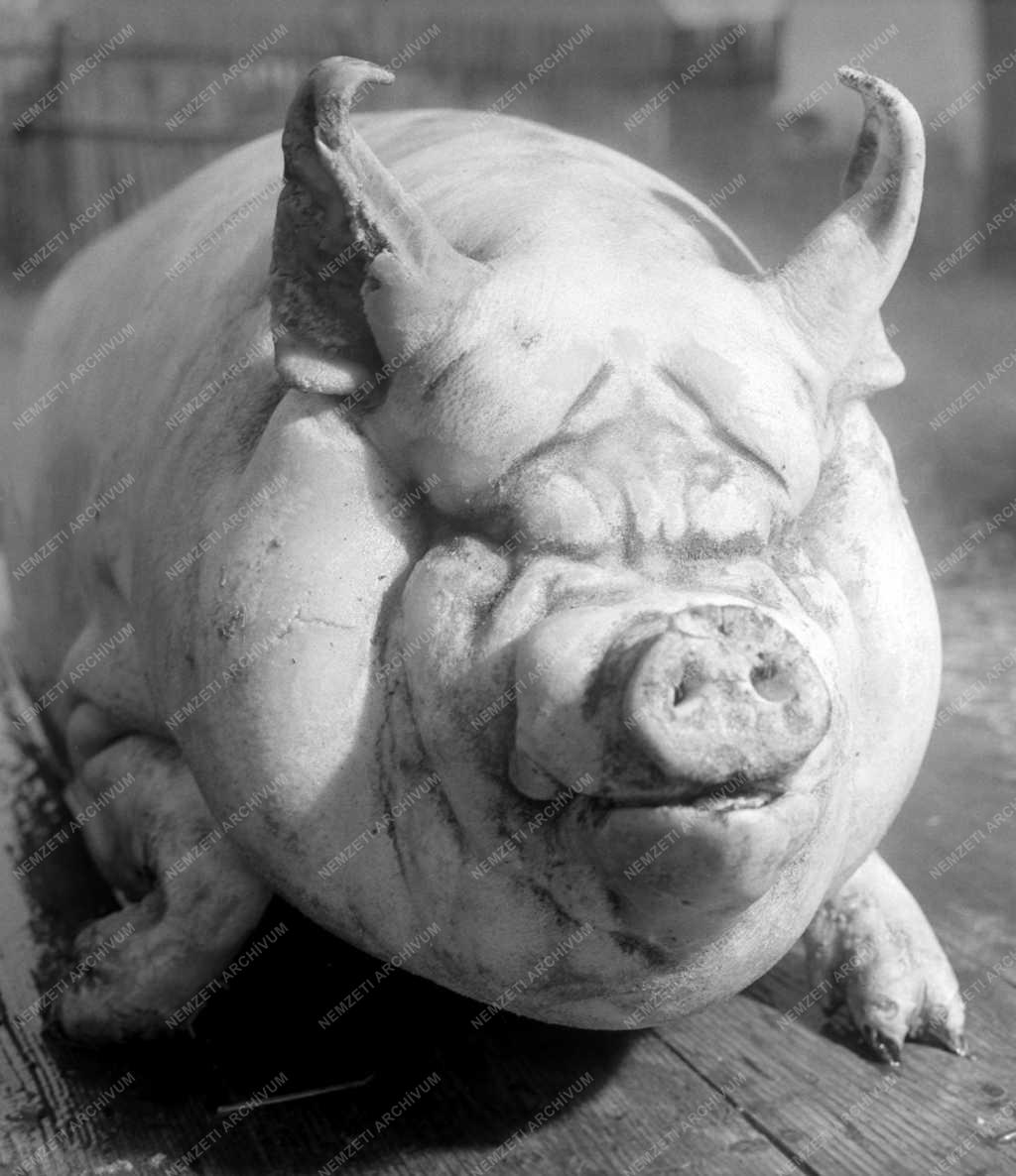 Életvitel - Falusi disznóvágás