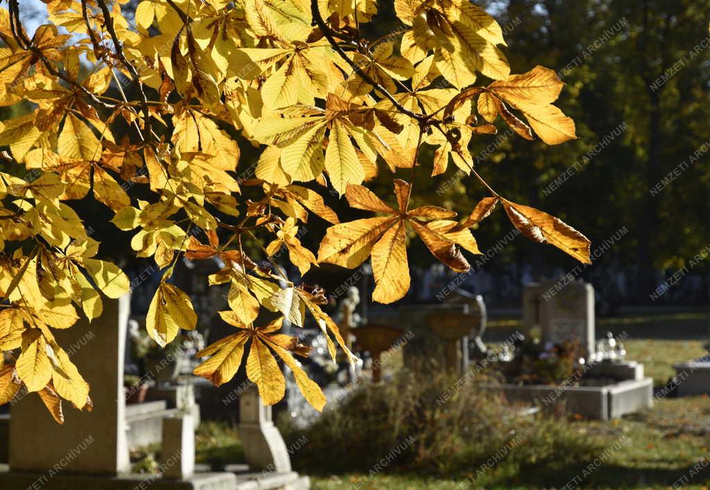 Kegyelet - Emlékezés - Mindenszentek és halottak napja előtt az Új Köztemető