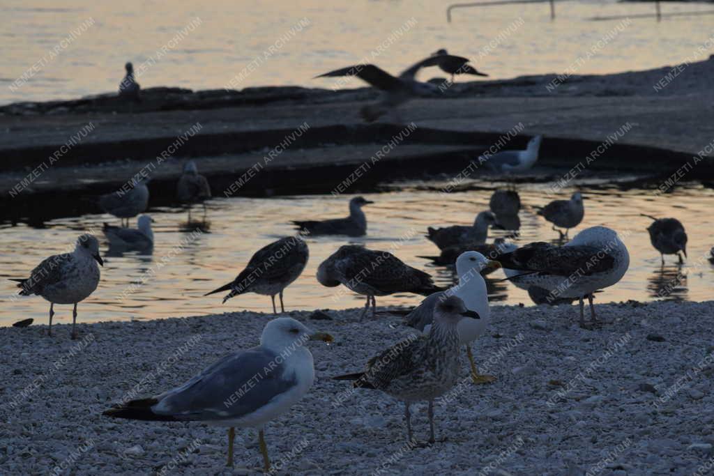 Természet - Horvátország - Rovinj - Sirályok