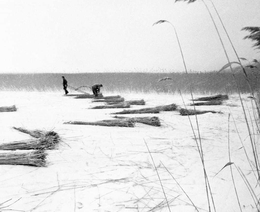 Tájkép - Időjárás - Nádvágók a Balatonon