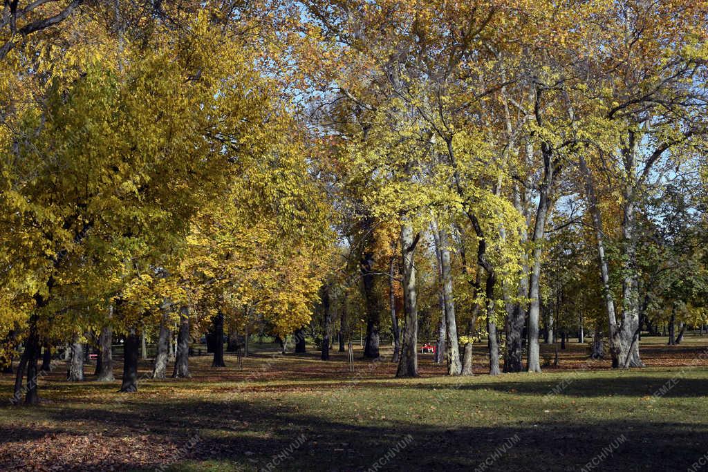 Természet - Budapest - Őszi Népliget 