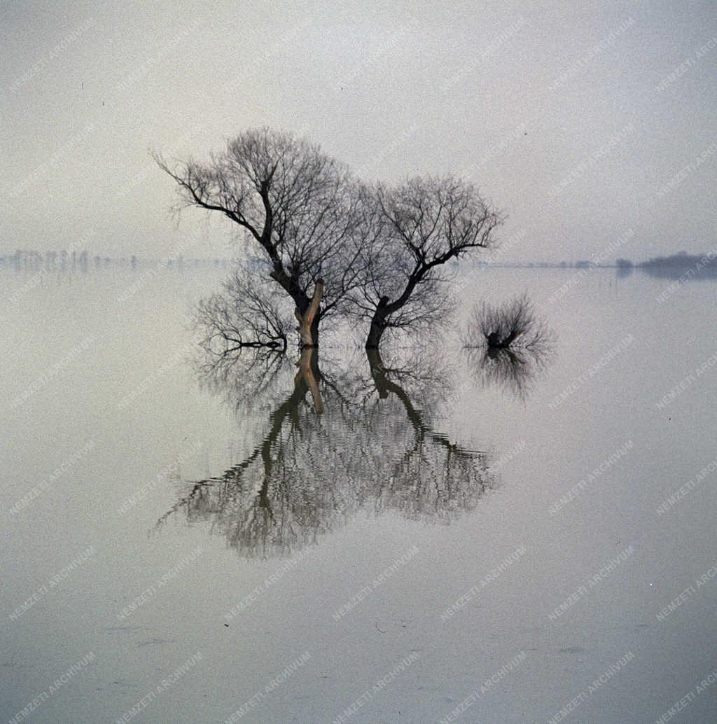 Tájkép - Árvíz - Elöntött terület a Bodrogközben