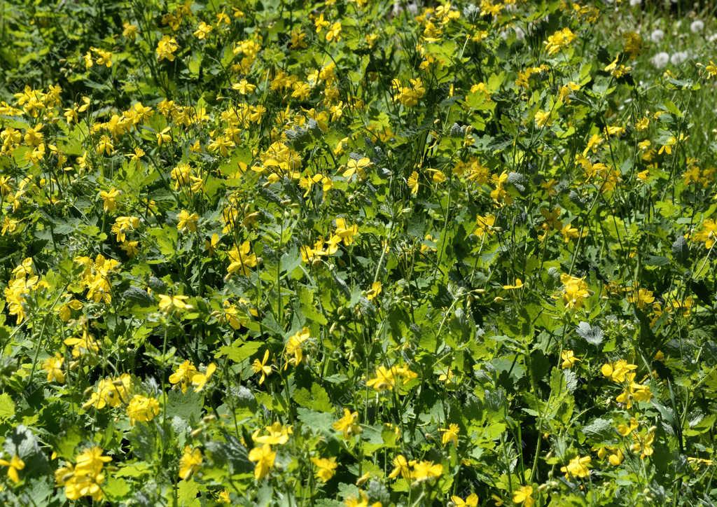 Természet - Budapest - Vérehulló fecskefű