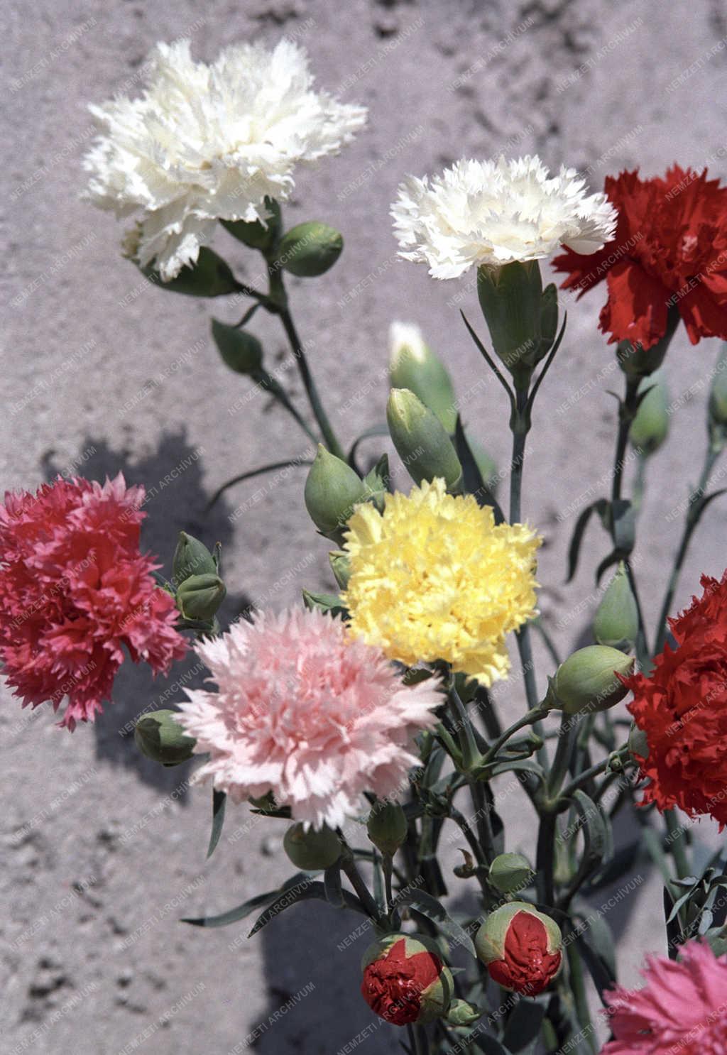 Természet - Virágok