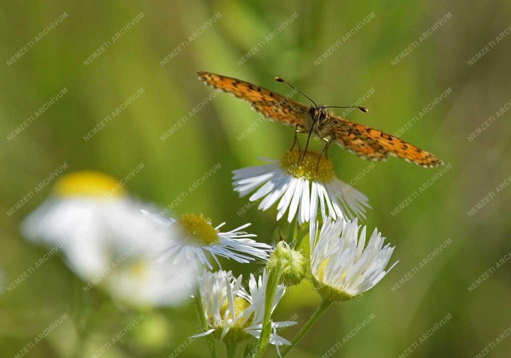 Természet - Budapest - Nagy gyöngyházlepke