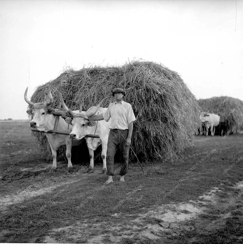 Mezőgazdaság - Termelőszövetkezeti munka