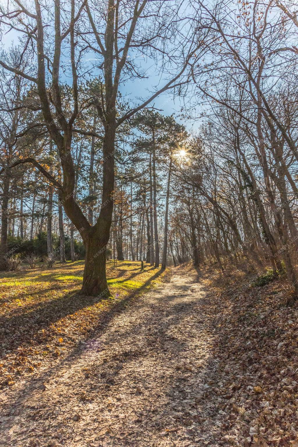 Természet - Fehérvárcsurgó - A Károlyi-kastély parkja