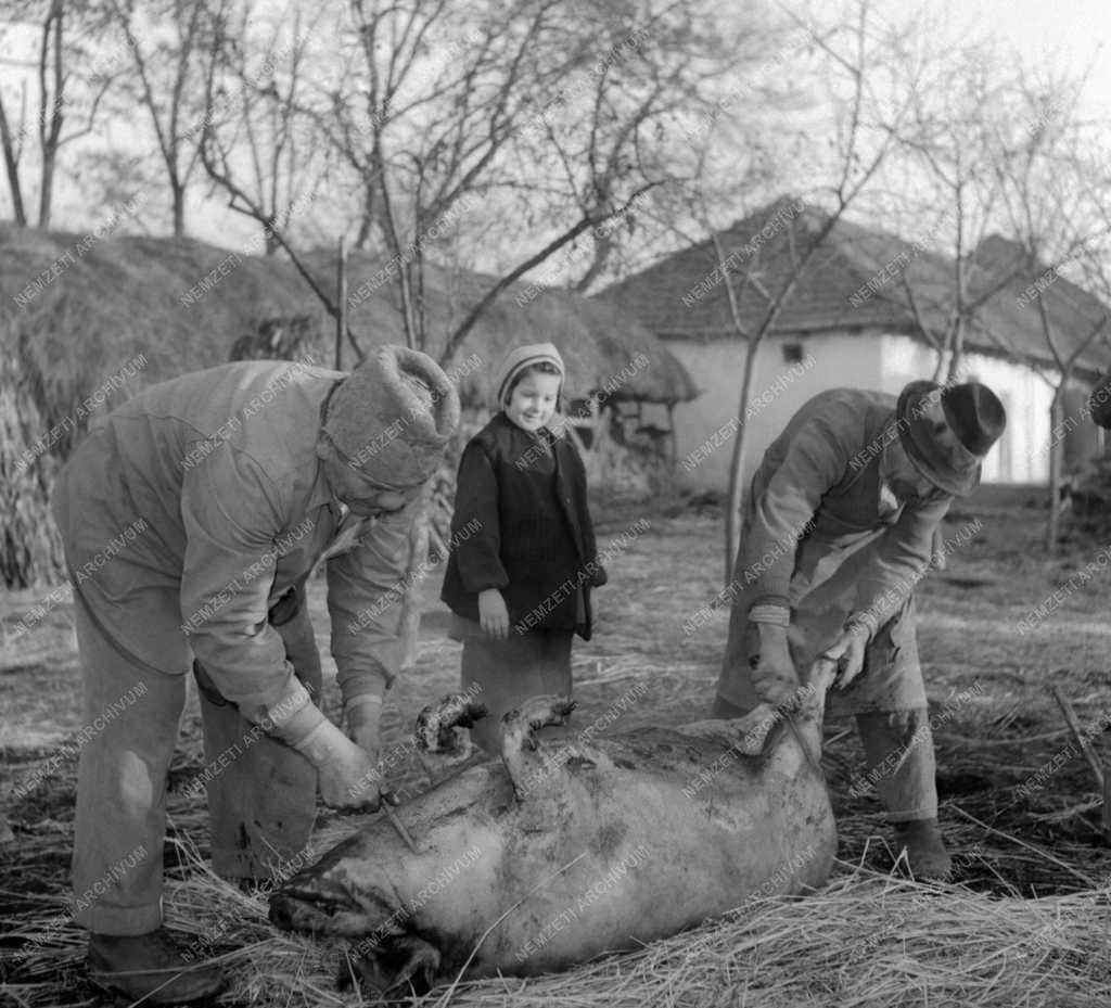 Házasság - Életkép - Lakodalmi előkészület Feldebrőn