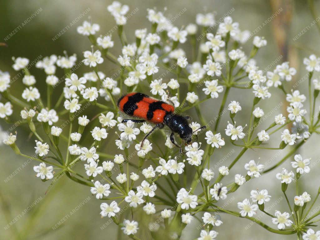 Természet - Budapest - Szalagos méhészbogár
