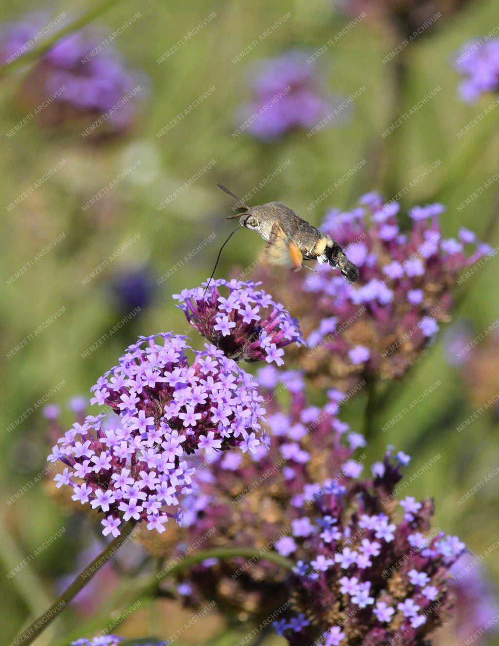 Természet - Budapest - Szenderlepke