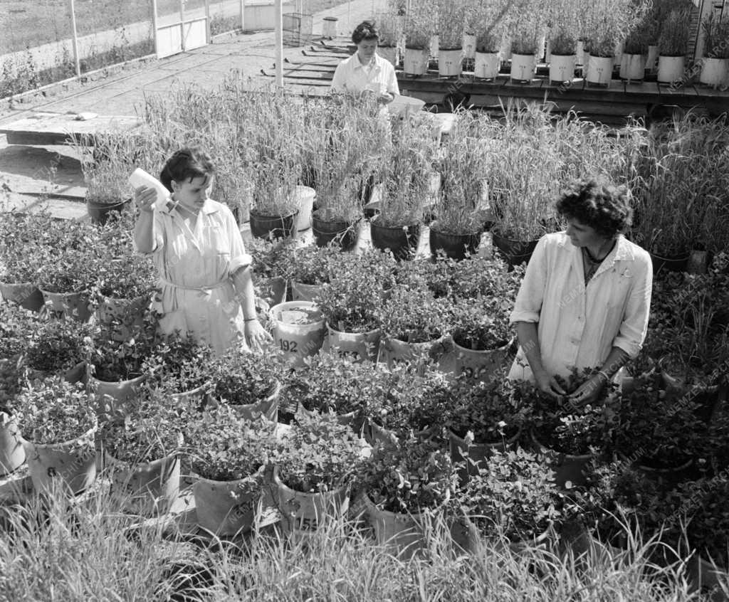 Oktatás - Mosonmagyaróvári Agrártudományi Főiskola