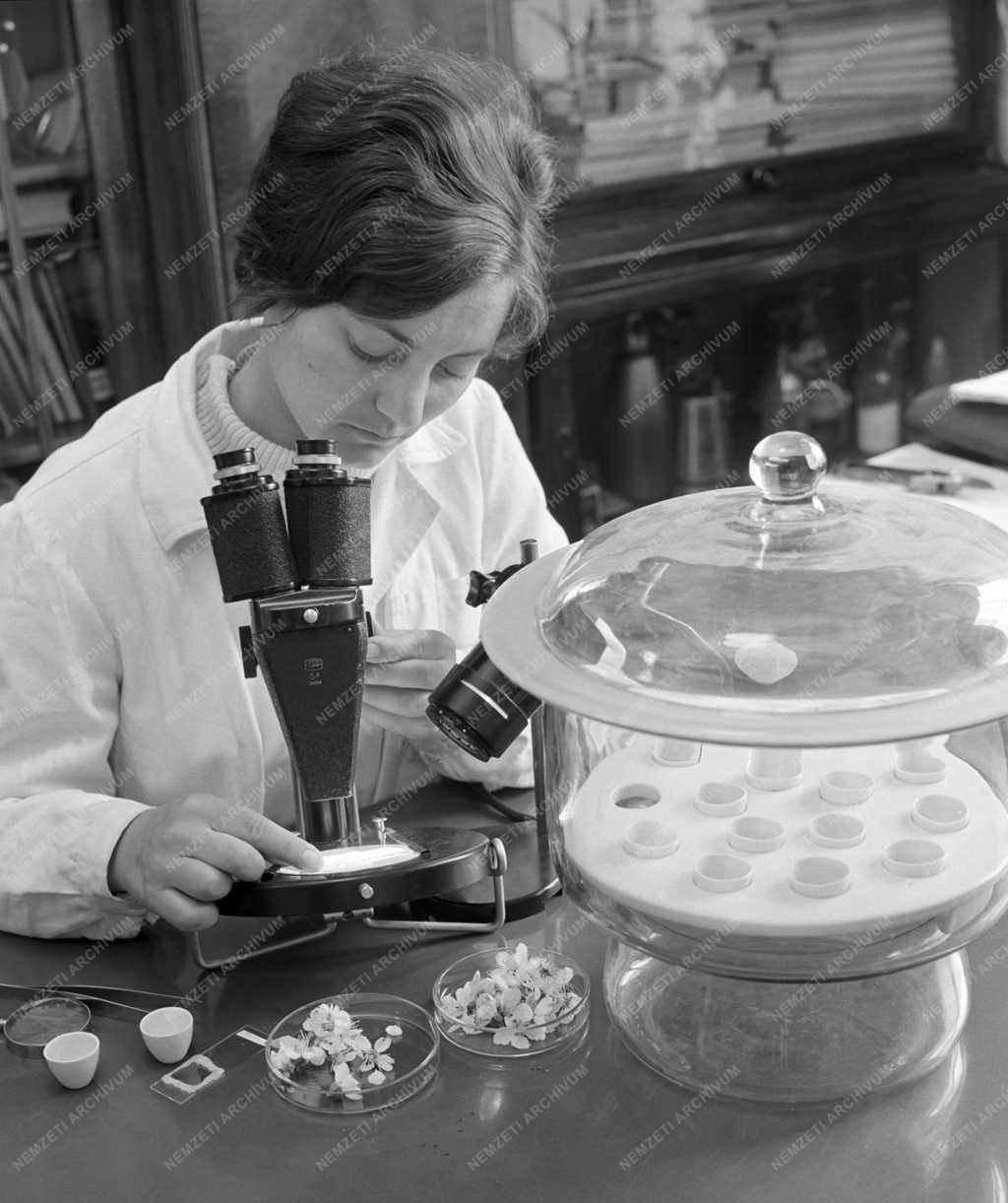 Mezőgazdaság - Új kajszibarack termesztési módszer